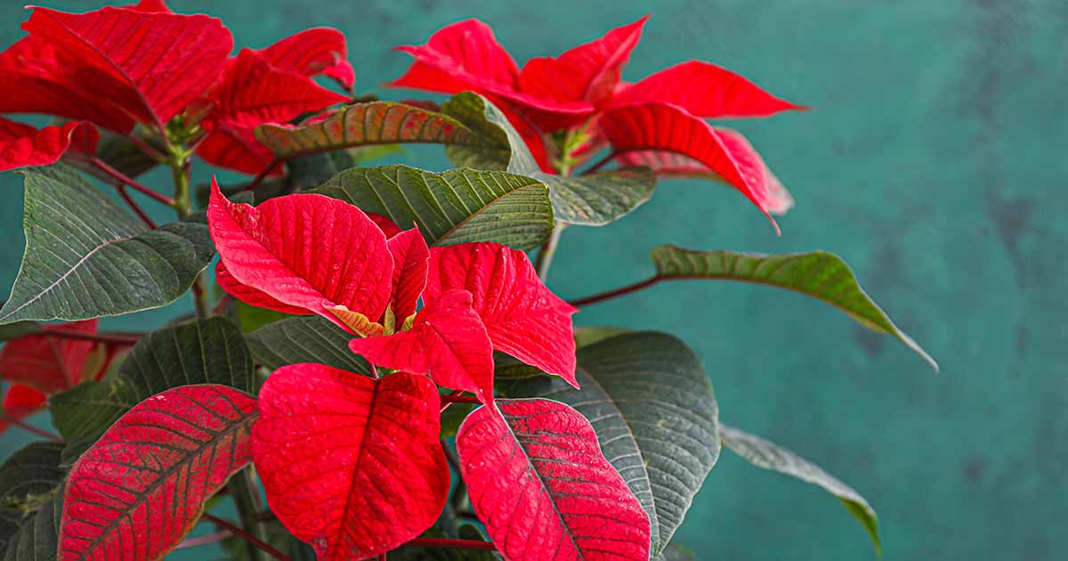How To Care For Poinsettia After The Holidays Gardener S Path,What Is Caramel Made Out Of