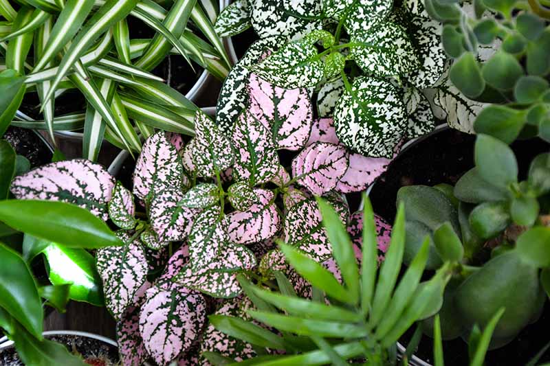 A close up of the leaves of the polka dot plant, in green and light pink, with a spotted pattern. In the background are other variegated leaves fading to soft focus.
