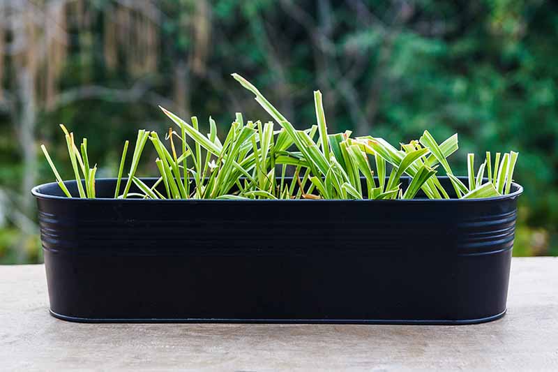 A black metal planting container with pruned lemongrass plants cut back to a few inches high on a concrete surface with a soft focus background.
