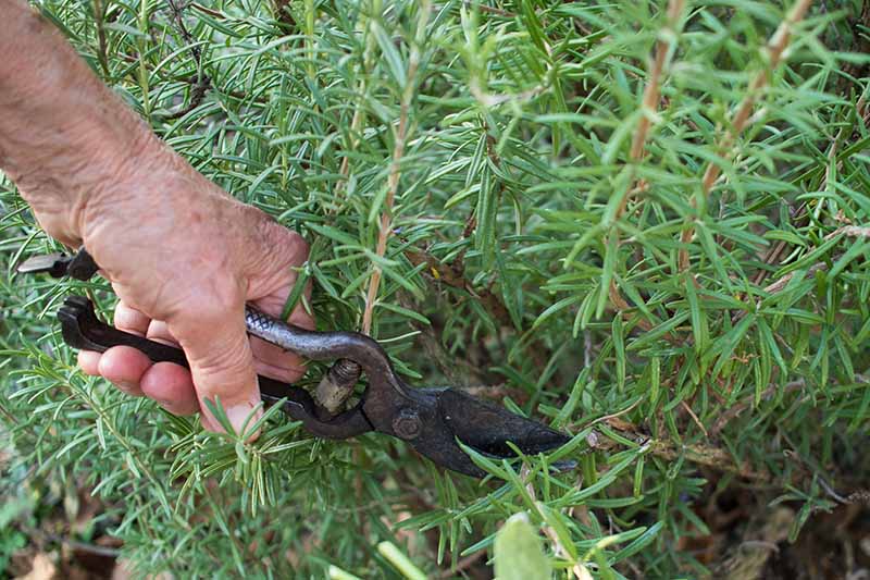 A hand from the left of the frame is holding secateurs and using them to prune a rosemary plant, cutting off one of the stalks.
