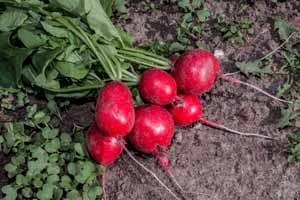 Top down view of red radishes freshly harvested and laying in the soil.