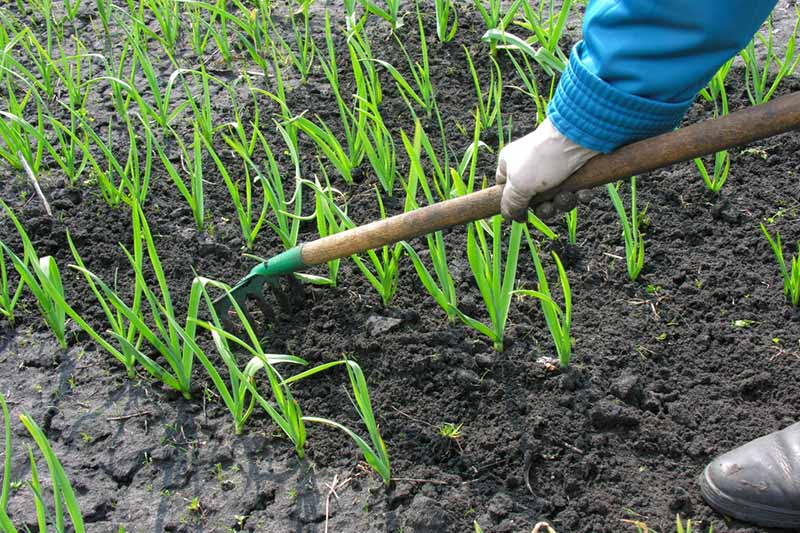 A gloved hand from the right of the frame holds a rake, using it between rows of garlic growing in the garden.