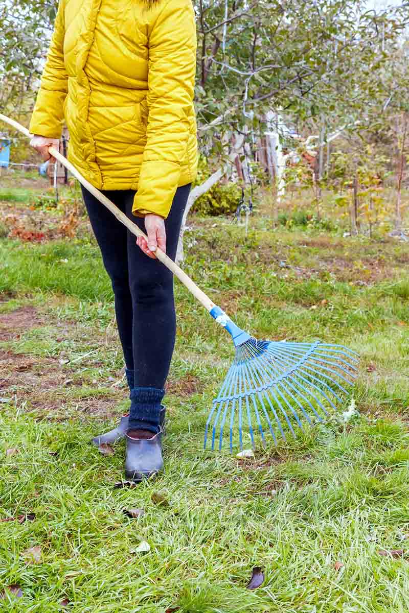 A mature woman dressed in black trousers and a yellow winter jacket holding a rake removing autumn leaves from a lawn. The background is a garden scene with trees and vegetation.