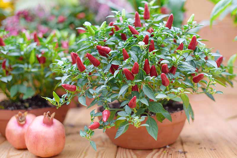A decorative pepper plant with bright red fruits and green leaves is growing in a terra cotta pot on a wooden surface. To the left of the pot are two pomegranate fruits and a further plant in a pot in soft focus behind them.