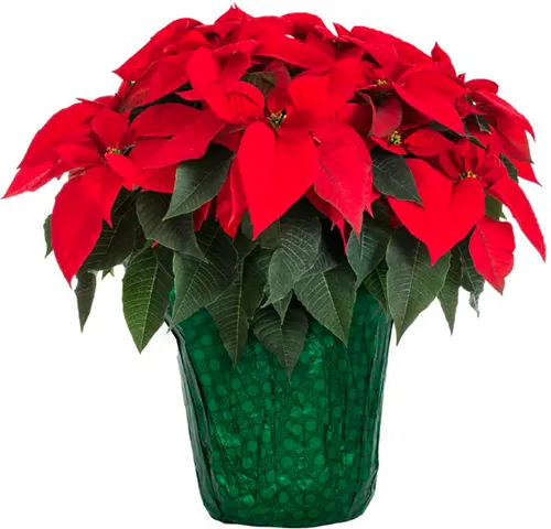 A close up of a potted red poinsettia wrapped with decorative green foil isolated on a white background.