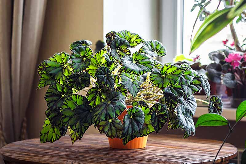A close up of a red begonia plant with dramatic leaves in shades of dark and light green on a wooden table. In the background are other indoor plants near a window.