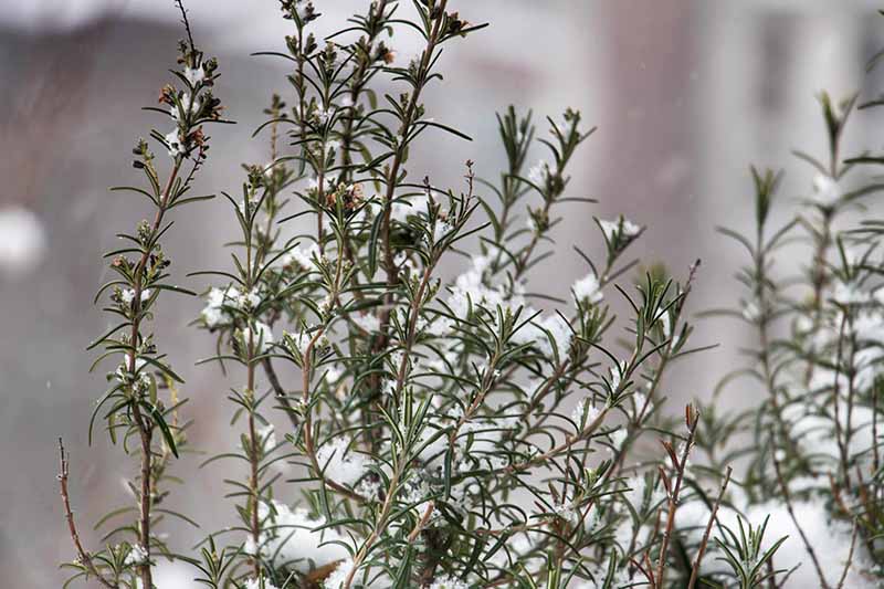 A close up of a rosemary plant with a light dusting of frost covering it. The leaves are starting to turn brown and wither in the cold temperature, on a soft focus background.