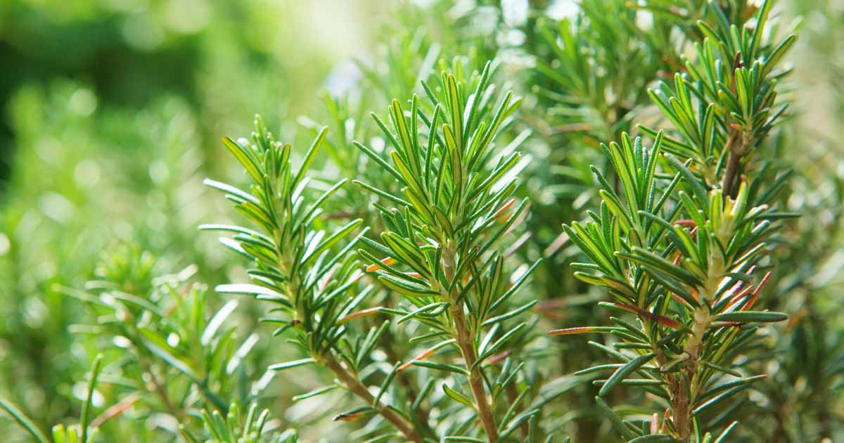 Growing Guide for Rosemary: Plant Care Tips, Varieties, and More