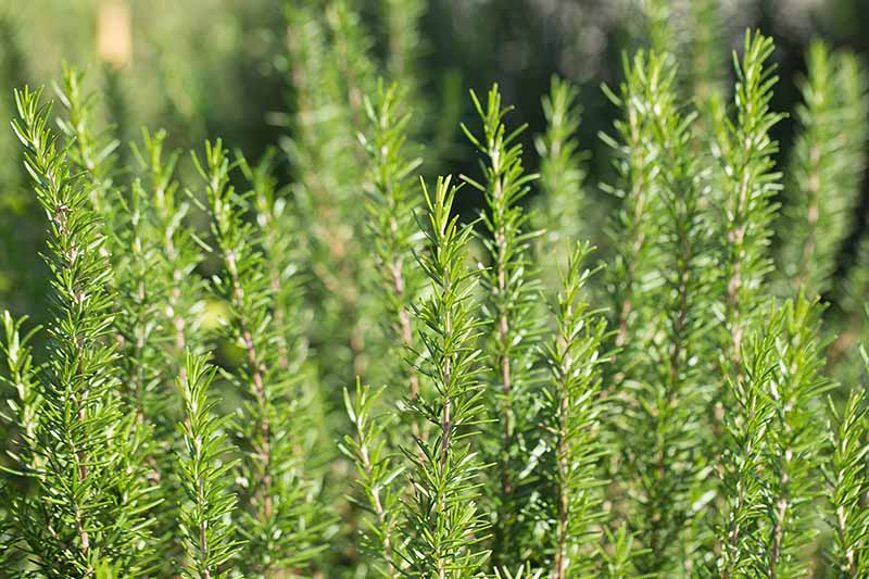 A close up of healthy rosemary plants growing outdoors in the garden in bright sunshine on a soft focus background.