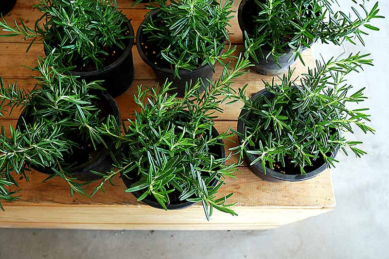A close up, top down picture of six black plastic plant pots containing rosemary herbs on a wooden surface, with a white floor in the background.