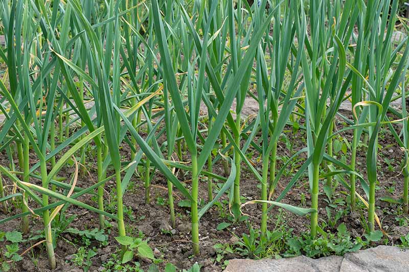 A close up of rows of garlic plants in the garden with bright green scapes contrasting with the dark soil, in light sunshine.
