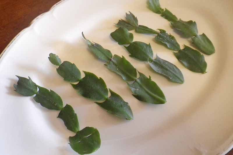 A close up of a white plate containing six freshly cut stem segments from a Christmas cactus plant, in preparation for transplanting.