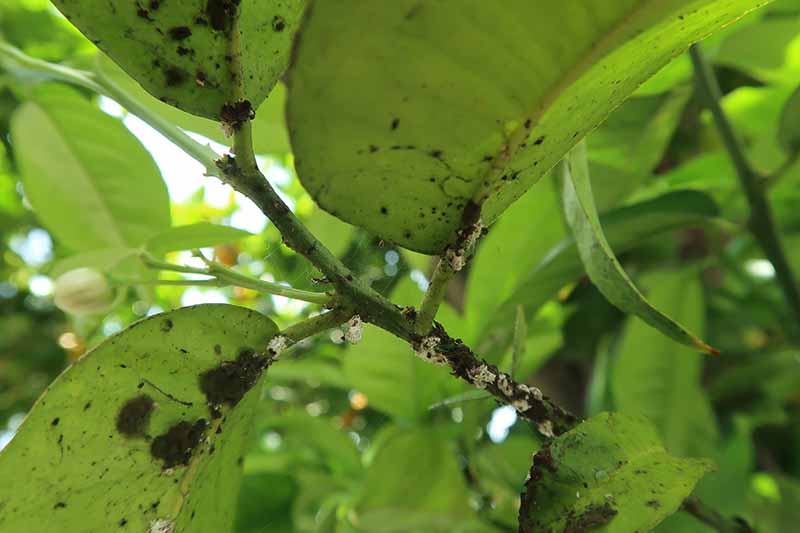 A close up of a citrus tree with its leaves covered in sooty mold. Areas of the leaves and branches are dark contrasting with the green of the healthy parts of the plant.