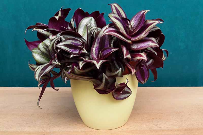 A close up of a yellow pot containing a spiderwort plant with curved leaves in dark purple and white. The background is a wooden surface and a blue wall.