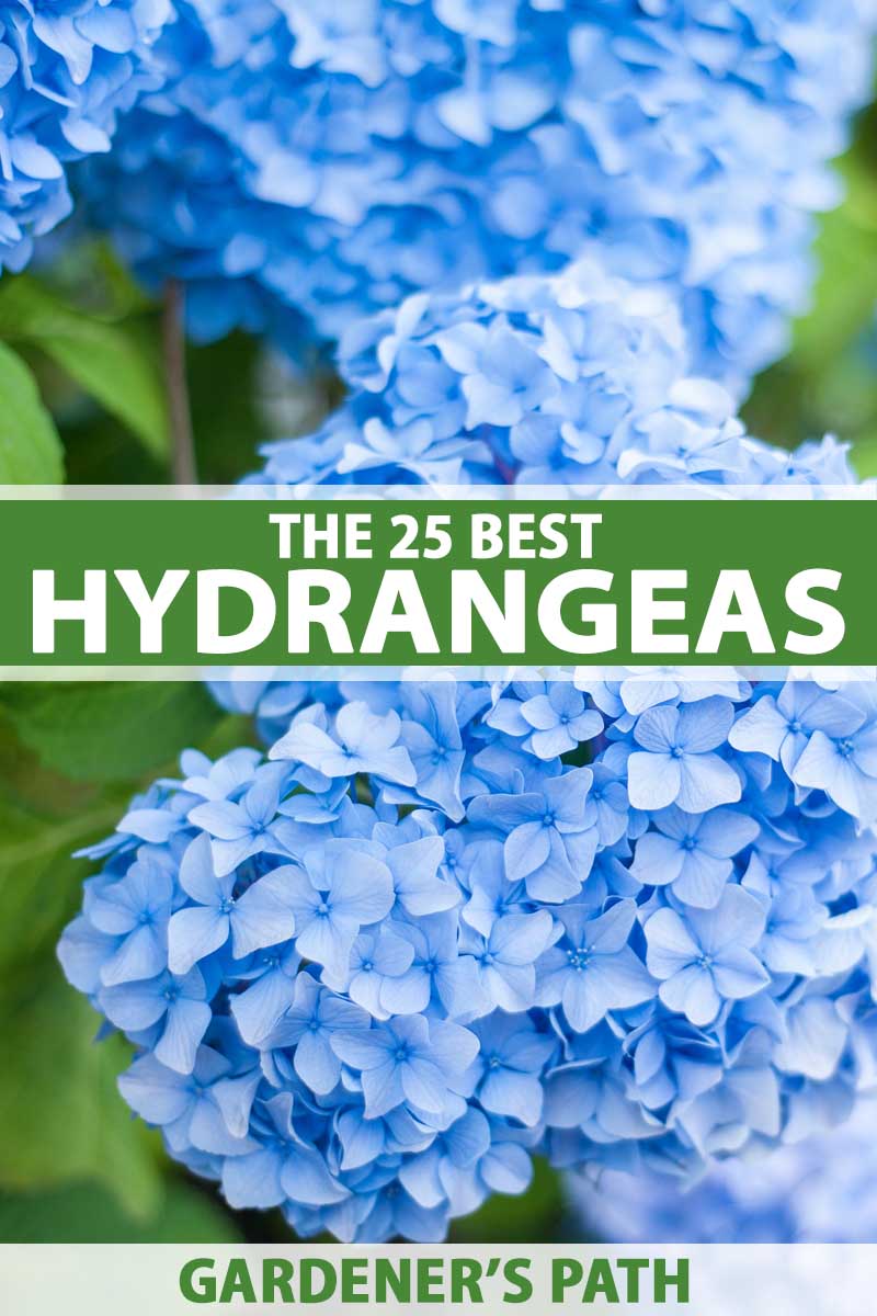 The Best Hydrangea Varieties For Home Landscaping Gardener S Path