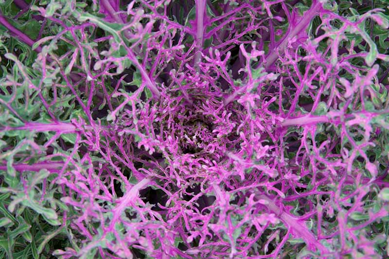 A top down close up of the center of an ornamental kale plant with thin frilly leaves in shades of green and purple with purple stems and veins.