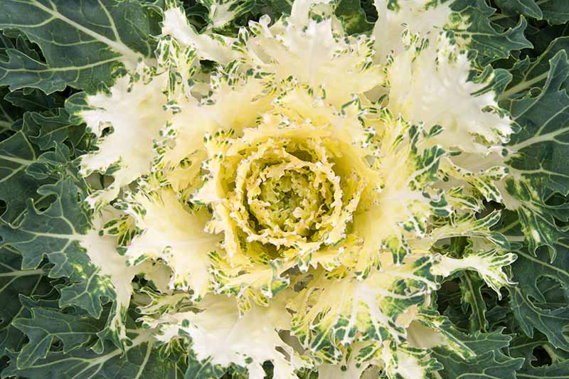 A top down close up of a flowering kale plant with dark green leaves on the outside fading to yellow and white in the center with green tips.
