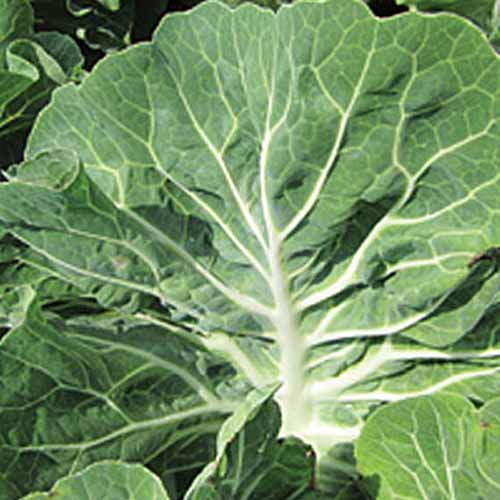 A close up of a Brassica oleracea 'Tronchuda Beira' leaf. Large and flat in appearance with thick white veins contrasting with the green leaves.