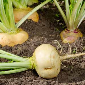Close up of white turnip roots in a veggie patch.