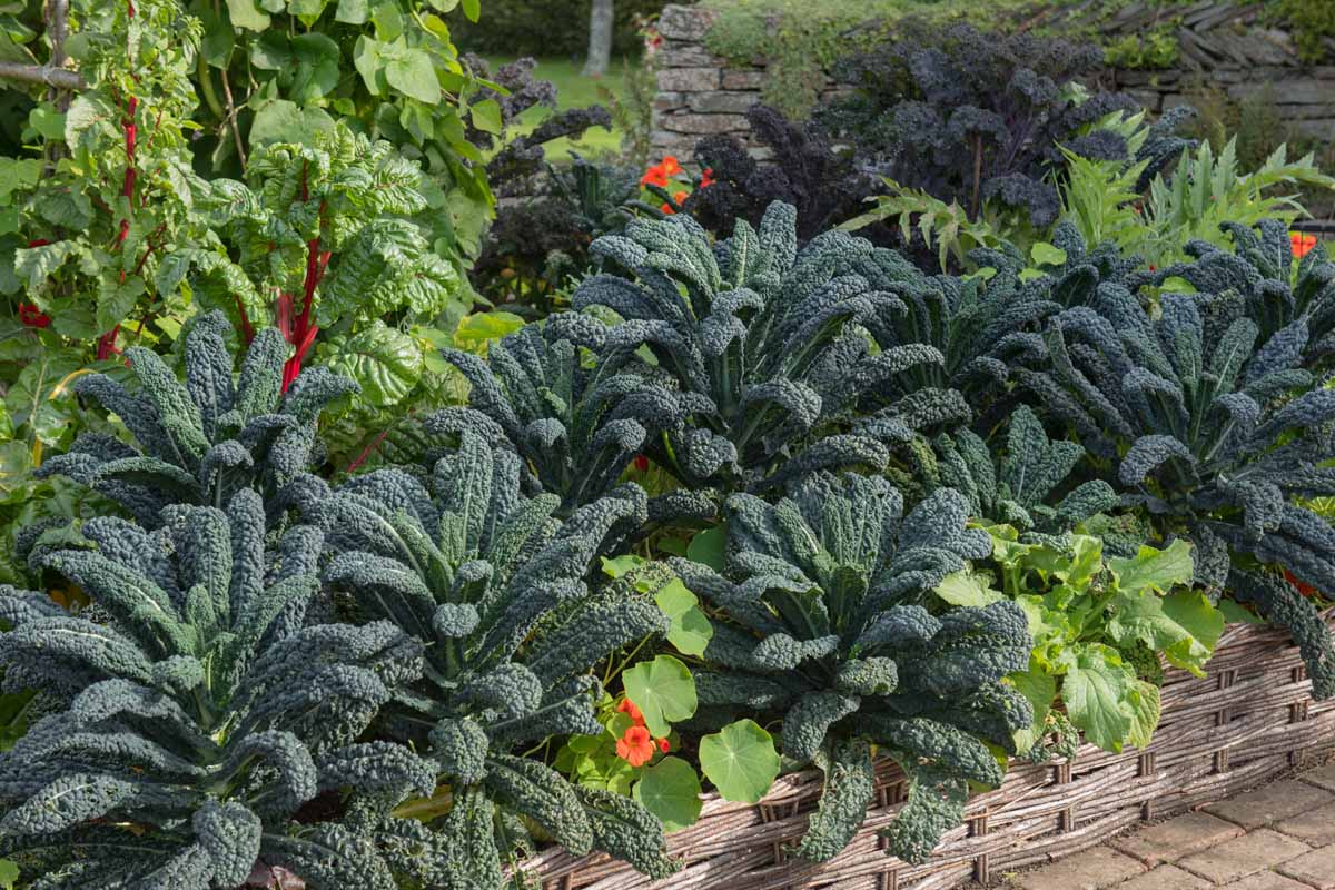 A close up of a raised garden bed with mature, healthy Tuscan kale growing amongst bright nasturtium flowers, an other leafy vegetable plants in light sunshine.