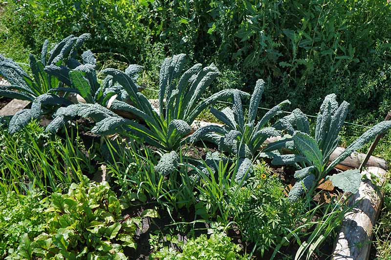 A raised garden bed with mature Tuscan kale plants thriving amongst other vegetable plantings in bright sunshine. The background is thick green vegetation.