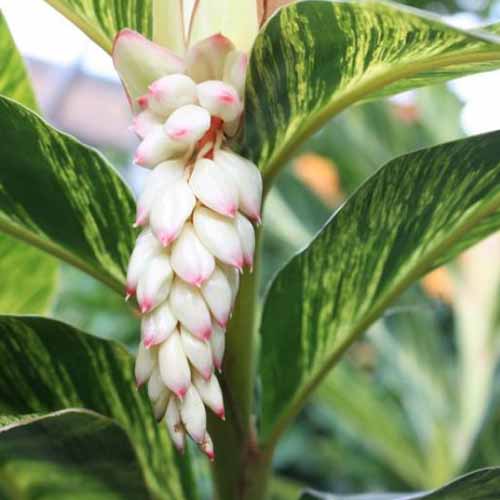 A close up of a variegated shell ginger plant showing two tone leaves with light and dark green, and white blooms with pink tips on a soft focus background.