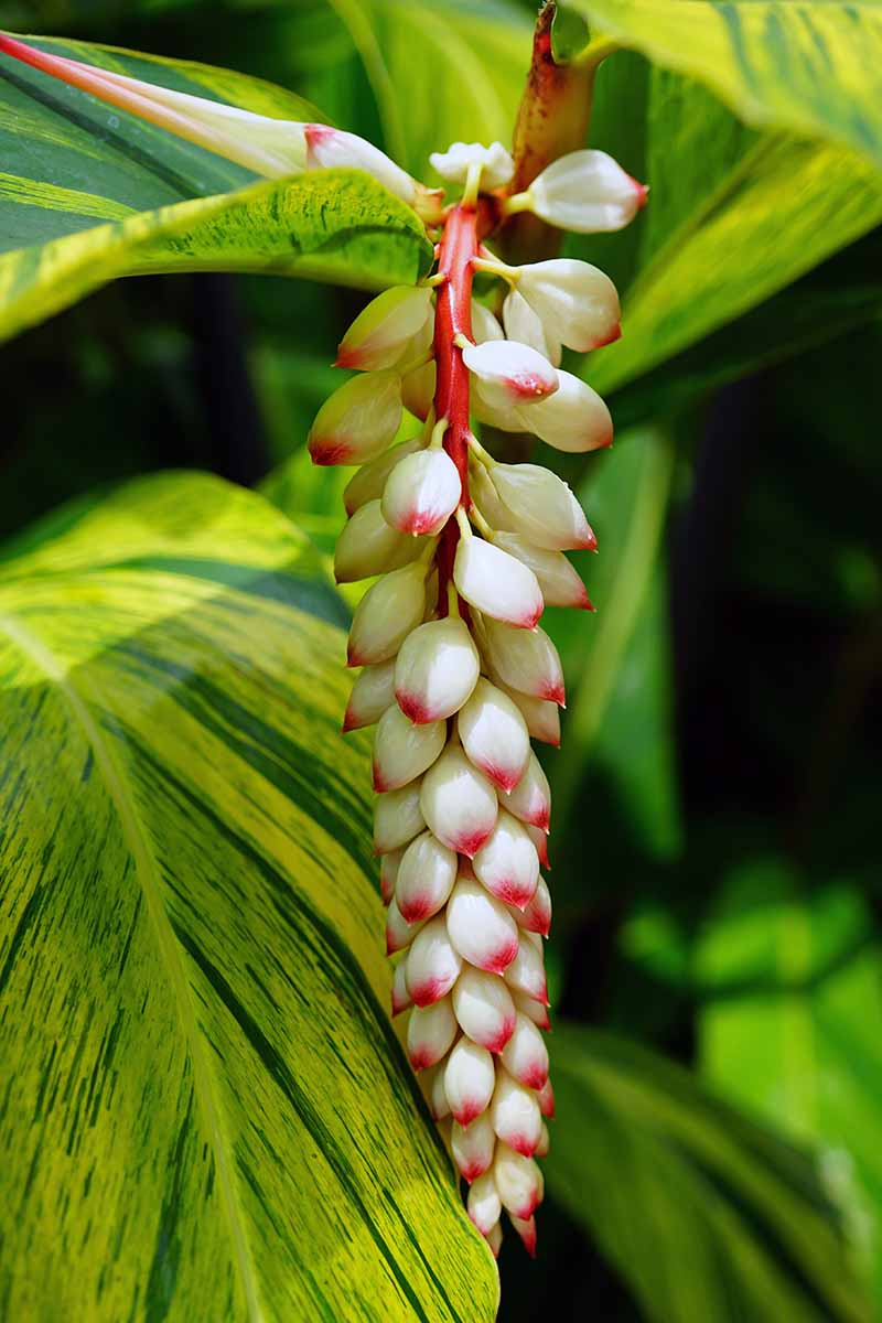 A close up of a variegated shell ginger plant with its two tone green leaves and white flowers hanging downwards in white with pink tips.
