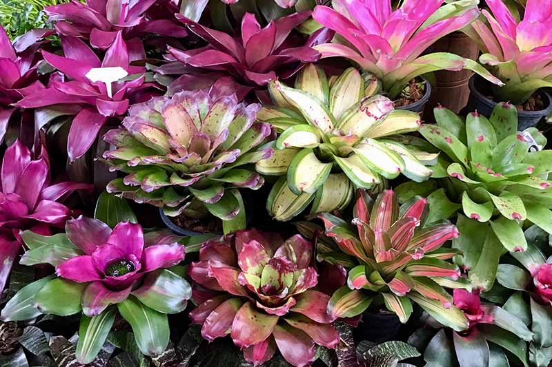 A close up of bromeliad vase plants, round shaped plants in shades of purple, green, pink, and white.