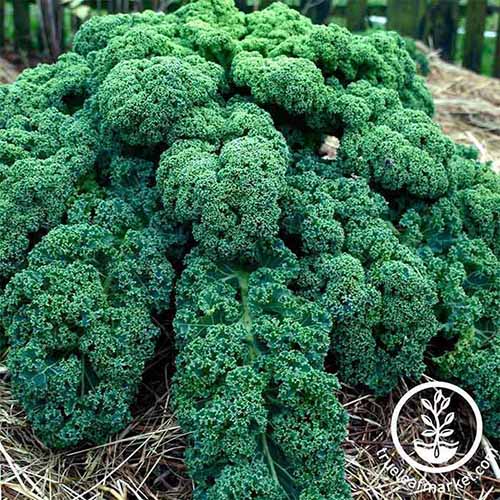 A close up of a large curly kale plant 'Blue Scotch Curled' variety. The leaves are deep green with pale green stems. To the bottom left of the frame is a circular logo with white text.