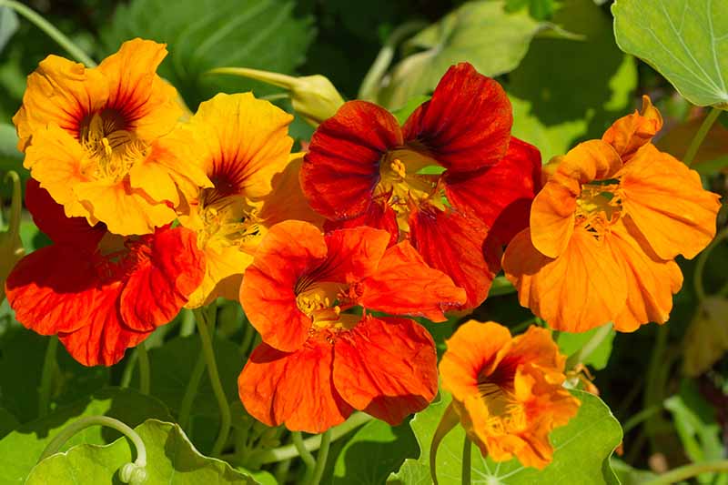 A close up of vivid red and orange nasturtium flowers in bright sunshine on a soft focus background.