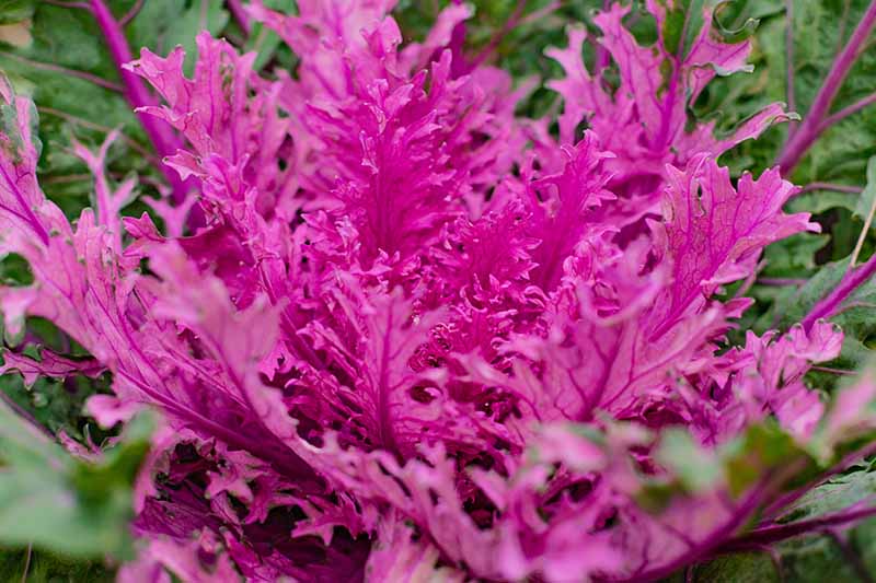 A close up of the bright purple leaves of ornamental flowering kale showing delicate fronds with dark green outer leaves in the background.
