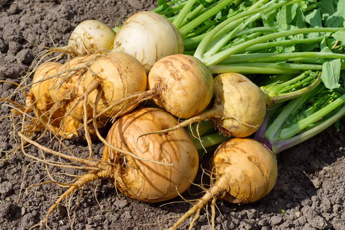 A close up of a bunch of freshly harvested turnips on soil in the sunshine. The roots are round and bulbous and the green stems and foliage are still attached.