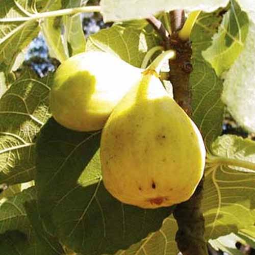 A close up of the yellow fruit of the 'White Marseilles' variety of cold hardy tree, with leaves in the background in bright sunshine.