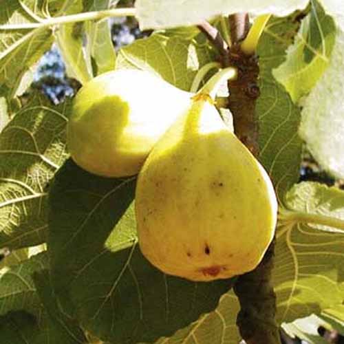 thumbnail image 2 of Live Cold Hardy Fig Tree Seedlings - 8-Pack, Instant Orchard Special - Multiple Varieties 2 of 5