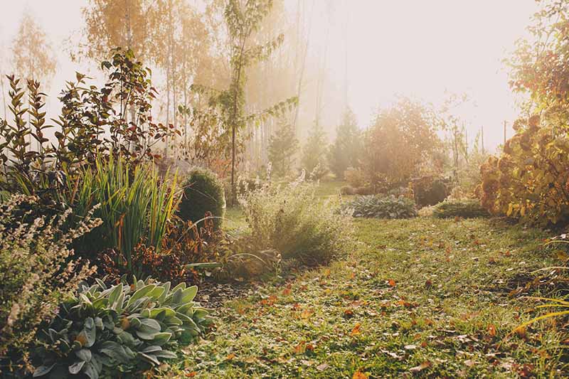 A winter garden scene in soft light, with a lawn scattered with fallen leaves, bushes and shrubs on both sides of the frame and trees in the background.