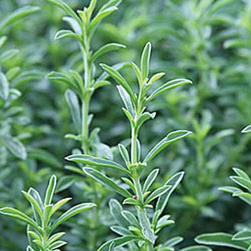 A close up of winter savory sprigs with small upright leaves on a soft focus green background.