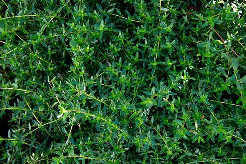 A close up of the thin stems and tiny green leaves of the Satureja montana plant, on a dark background.