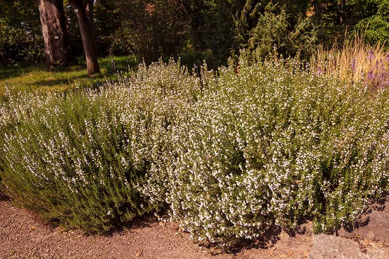 Two large winter savory bushes growing in sandy soil. The plants have small delicate white flowers on their stems, contrasting with the small green leaves. In the background are trees and grasses, in soft focus.