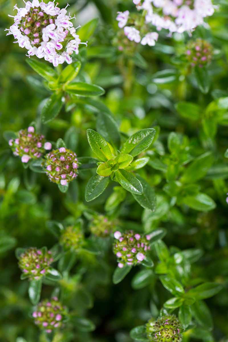 A vertical image of a close up of a winter savory plant showing bright green leathery leaves contrasting with light pink and white delicate flowers fading to soft focus in the background.