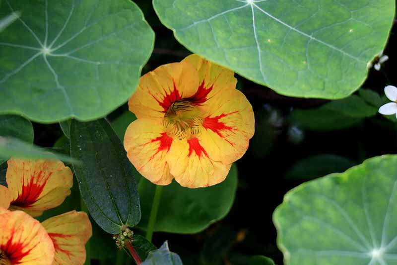 A close up picture of a yellow nasturtium flower with bright red center, contrasting with the flat green leaves that surround it, on a dark background.