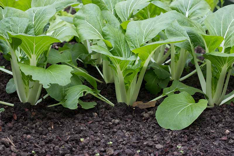 A close up of rows of bok choy plants in the garden with thin white stems and green leaves, with rich, dark soil surrounding them.