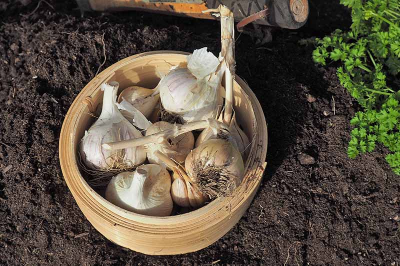 A top down picture of a small wooden bowl with dried garlic bulbs in it, on a background of dark earthy soil in bright sunshine.