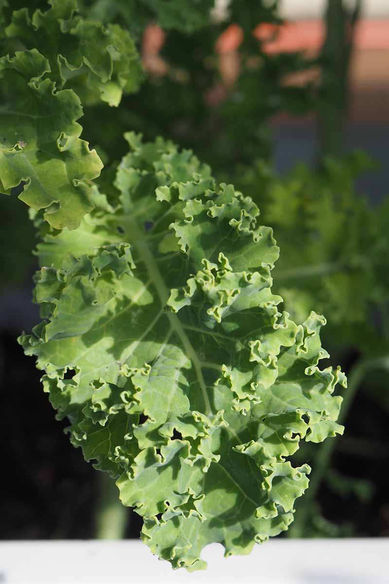 A close up vertical picture of a curly kale leaf, with its characteristic frilly edges on a soft focus background.