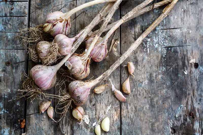 Seven unclipped heads of dried and cured hardneck garlic bulbs accompanied by scattered, peeled cloves on a wooden tabletop.