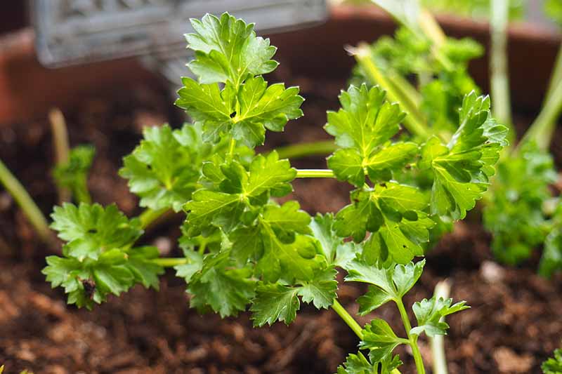 A close up of flat leaf parsley stems and leaves. The bright green foliage contrasts with the dark brown soil in the background, fading to soft focus.