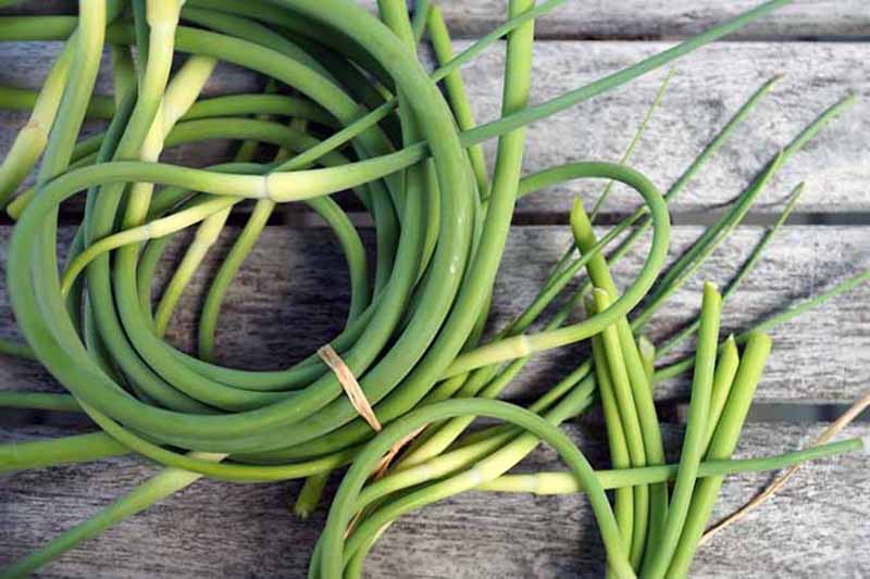 A closeup of two fresh-picked garlic scape bunches, each tied with rubber bands on a wooden unfinished tabletop.