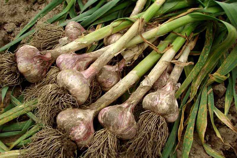 A fresh harvested pile of 10 red-skinned, hard-necked, whole-plant garlic with dirt still attached to bulbs and roots on bare earth.