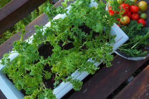 growing kale from seed in containers