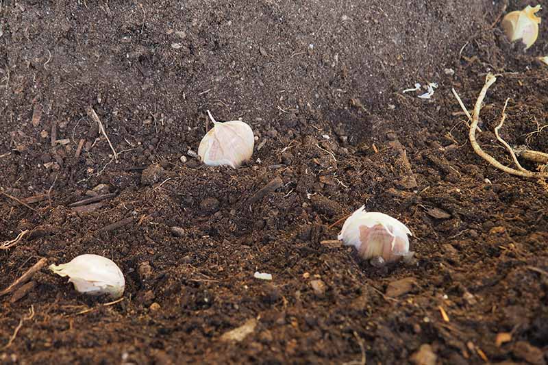 A close up of dark, rich soil with four garlic cloves planted and ready to cover.
