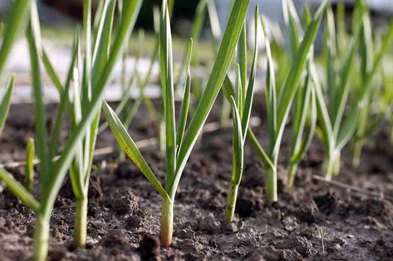 Close up of a row of planted garlic at about halfway maturity in completely weed-free soil, with another row in the background not far out of sight.